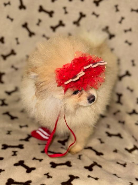 Чорні та кремові померанці цуценята шпіц