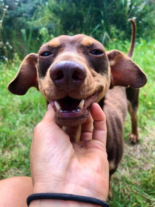 Do adopcji pies Tomek