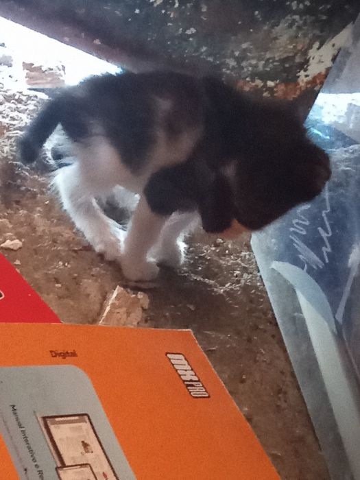 Dou 3 gatinhos pra adoção