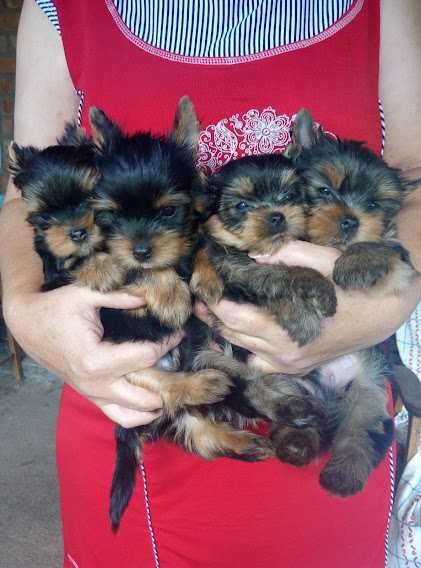 Йоркширський тер’єр: краса, грація, вірність в одному малюку