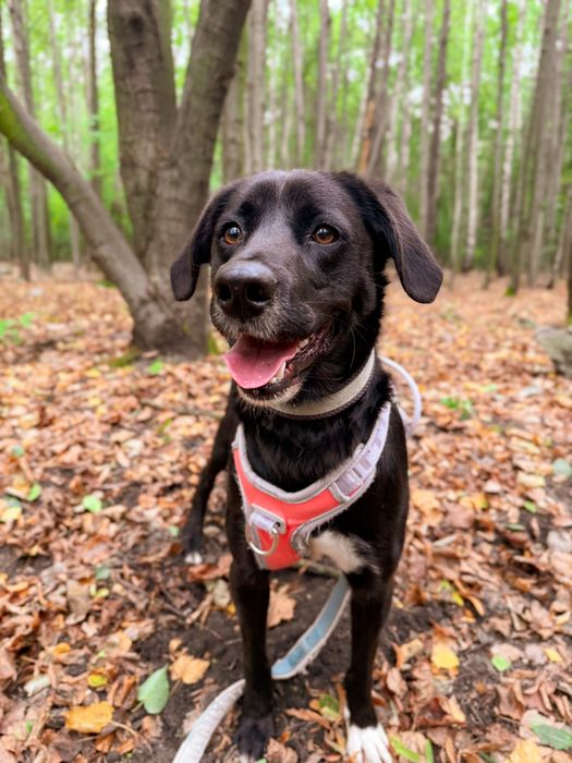 Oddany do schroniska Mailo szuka domku