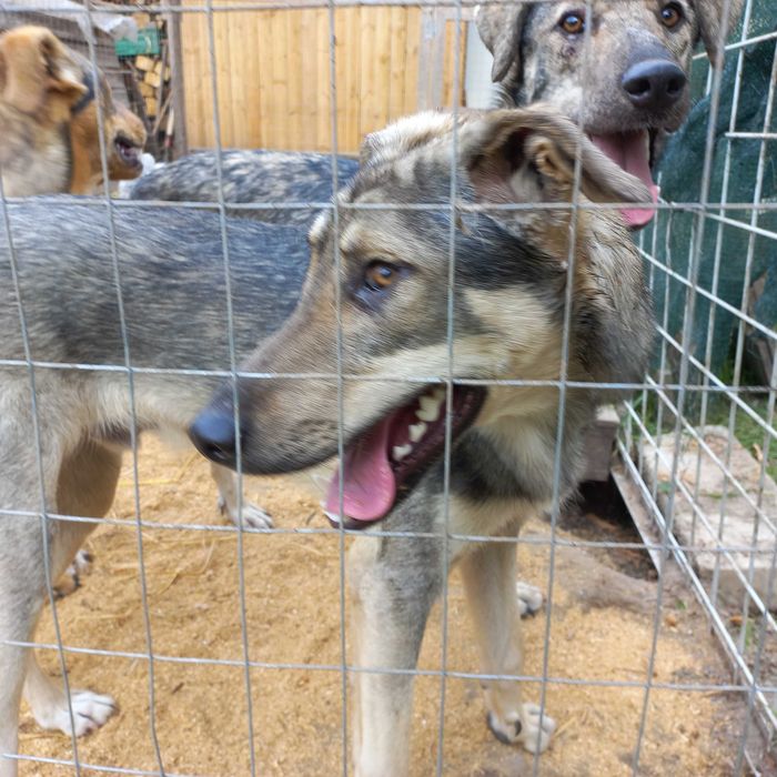 Собака (молоді , підлітки)