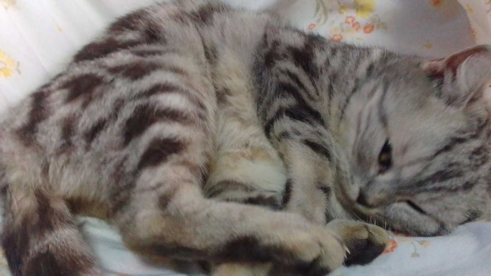 Шотландская кошка кiт