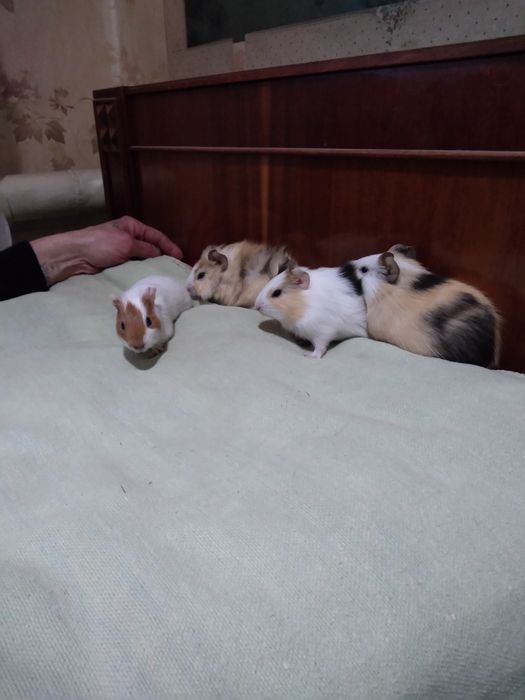 Продам морских свинок