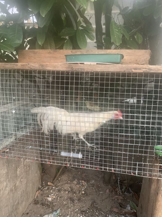 Garnizo fenix branco