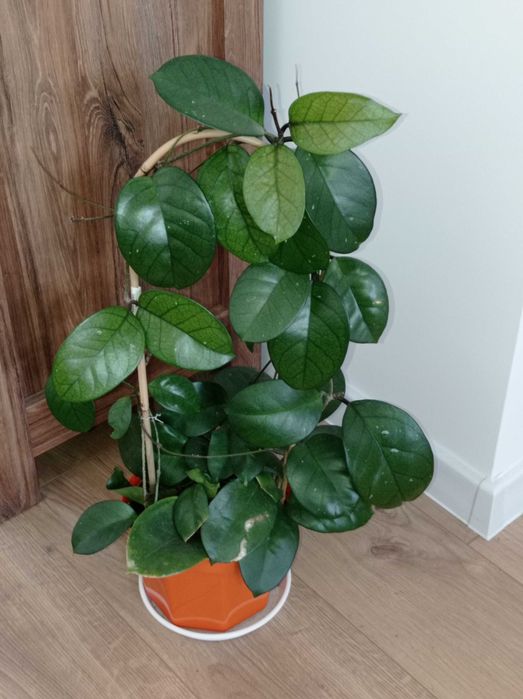 Hoya Hoja FUNGII cięta