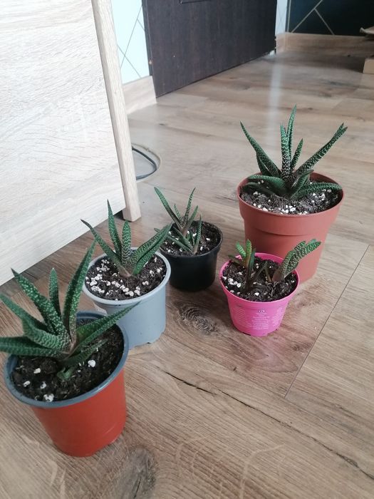 Sadzonki haworsji pasiastej ukorzenione