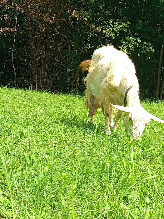 Продам добру казу