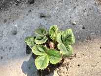 Sprzedam sadzonki  truskawki prosto z gruntu - odmiana " Polka"