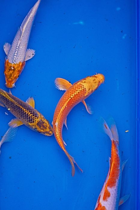 Ryby ozdobne Murowaniec- Karp koi, karaś, amur, jesiotr