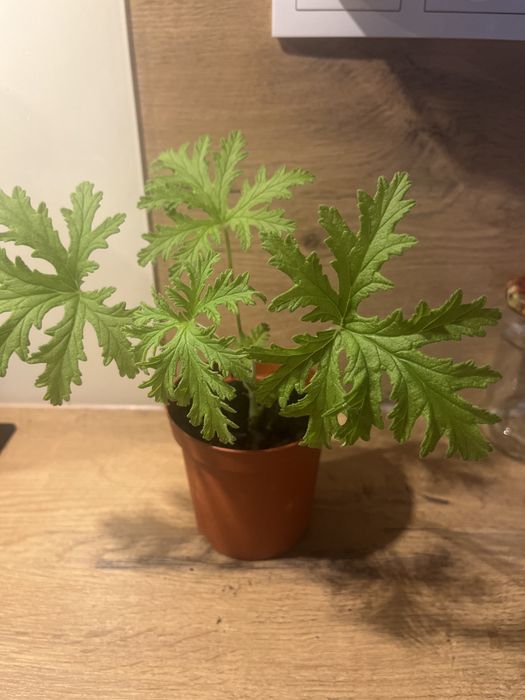 Geranium Anginka