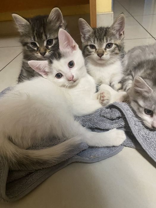 Відам котят в добрі руки