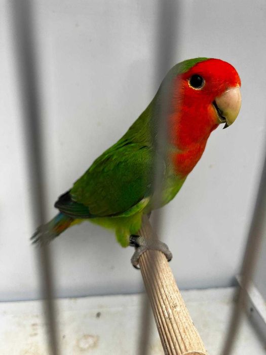 Agapornis roseicollis longfeather