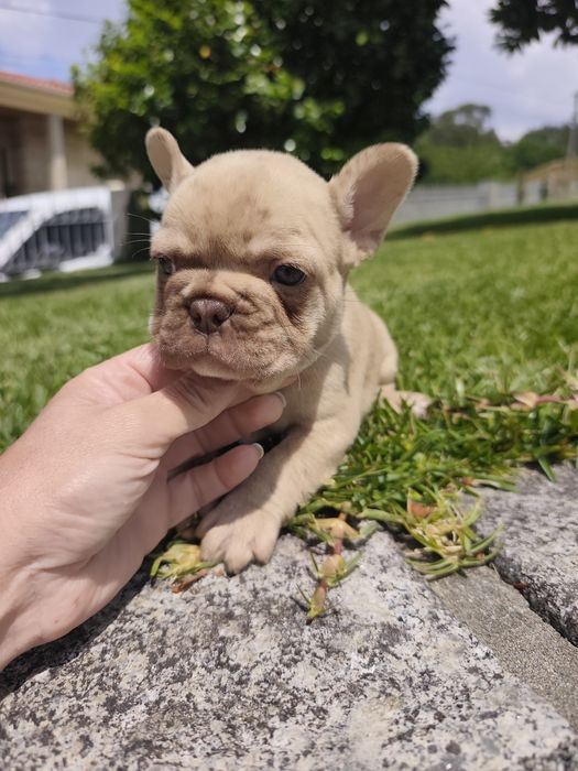 bulldog francês femea