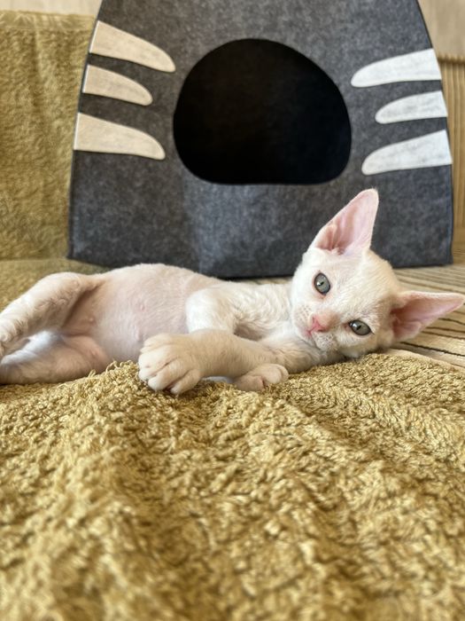 Кошенята Девон Рекс