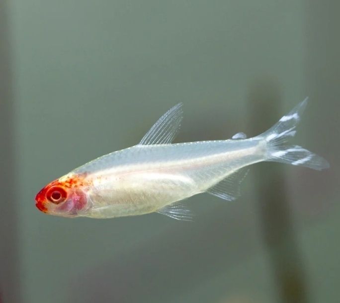 Nariz de bêbado normal e Albino