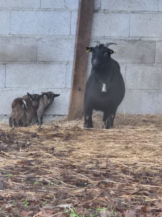 Cabras anãs boa qualidade