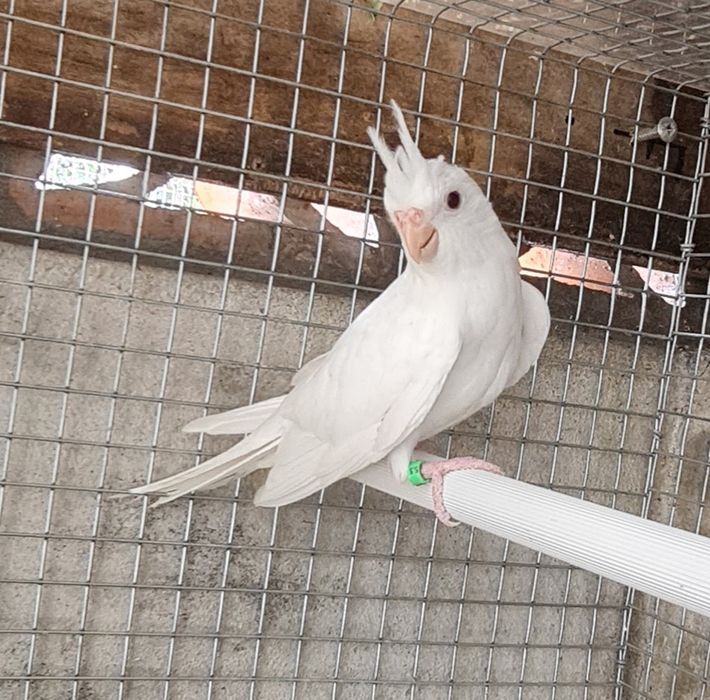 Caturras e Agapornis