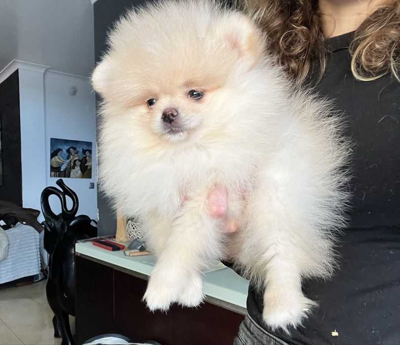 Lulu da pomerânia fêmea