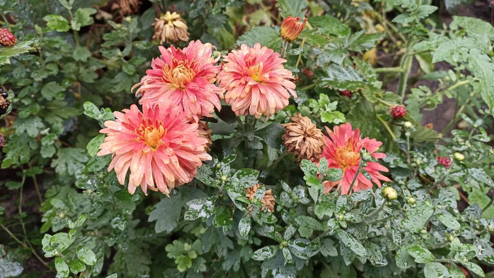 Літні хризантеми