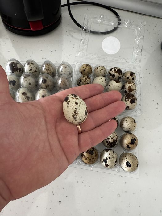 Ovos de codornizes caseiros