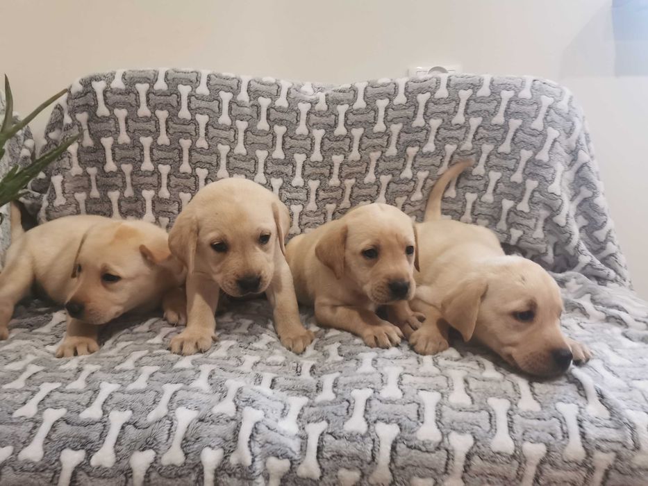 Labrador piesek biszkoptowy