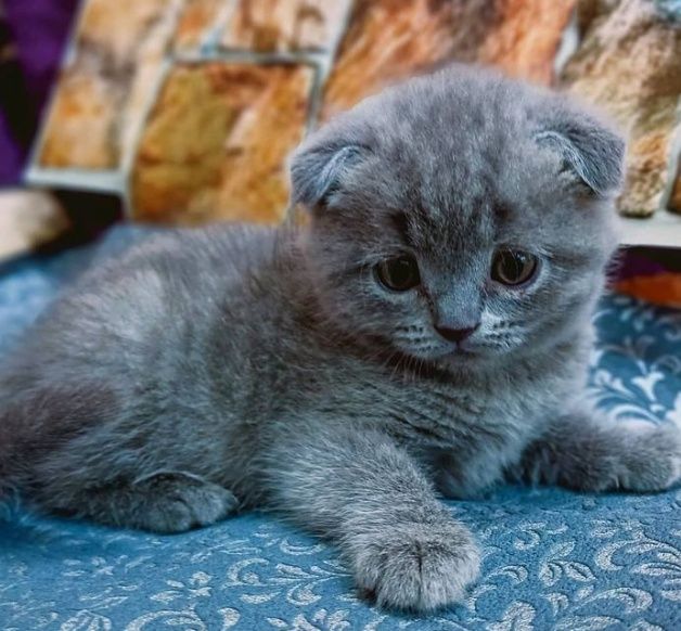 Вислоухие милые котята