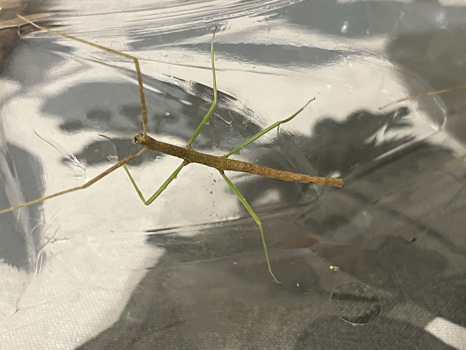 Patyczak Medauroidea extradentata