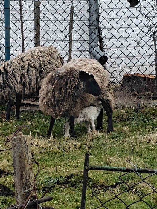 Продам баранчиків