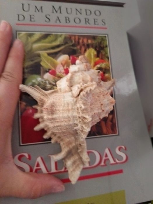 Dois búzios diferentes