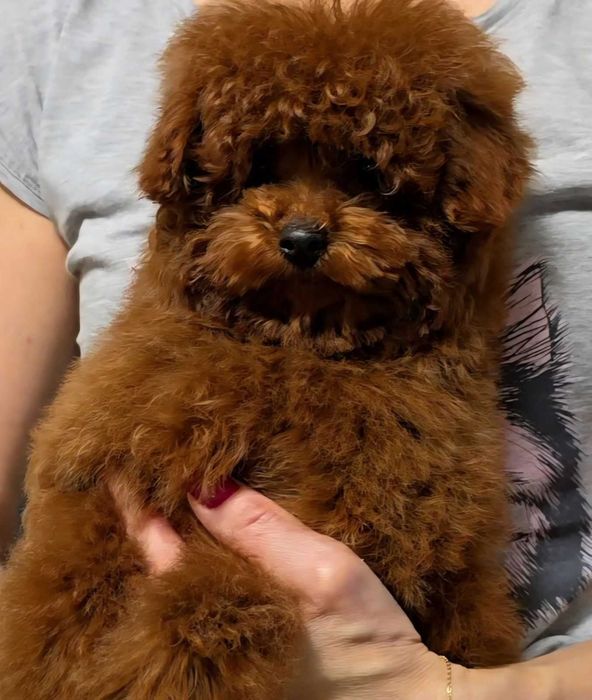 pudel dziewczyna linia chinska