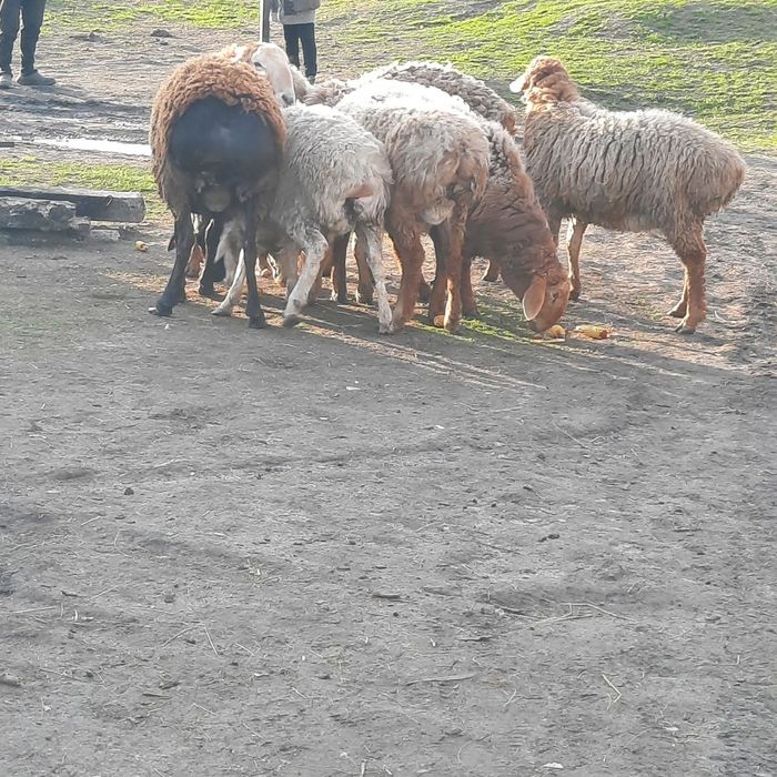 Продам барани курдючні