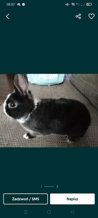 Sprzedam króliki miniaturki