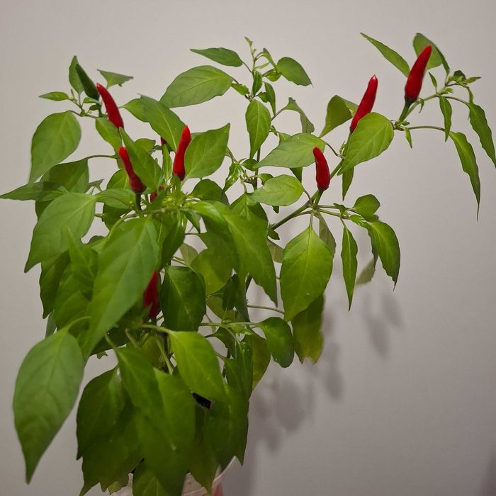 Продам перець червоний, гострий, 3 рослини в одному вазоні