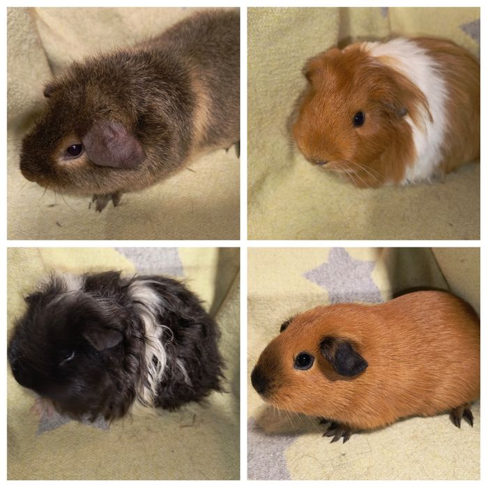 Можлива доставка морські св