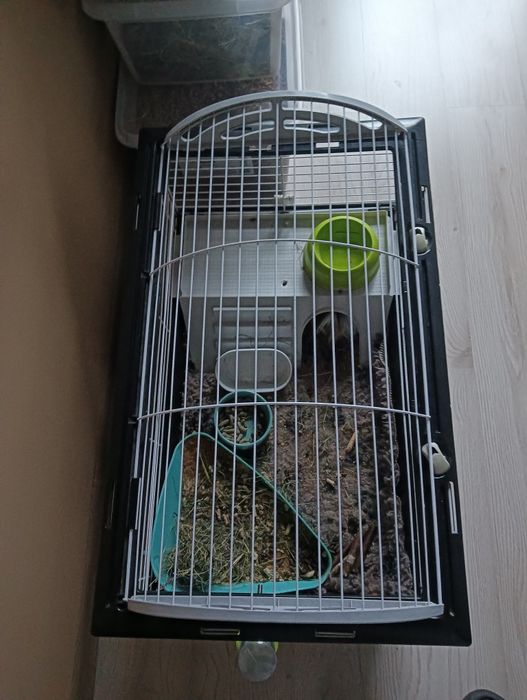 Świnka morska dlugowlosa