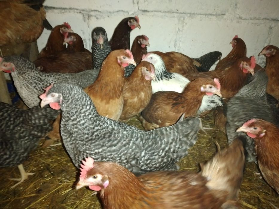 Kury nioski sandy messa leghorn Rossa z Jajkiem Przytuły • OLX.pl