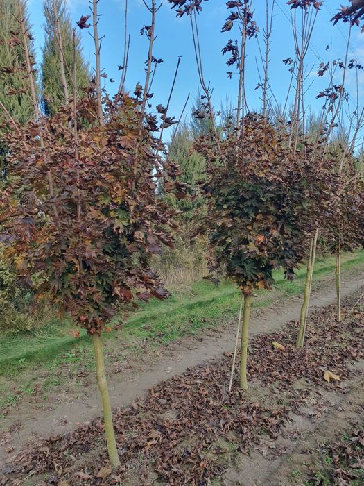 Lipa drobnolistna od 10 do 25cm obwodu