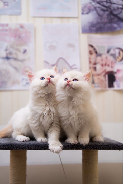 Милі клубні кошенята