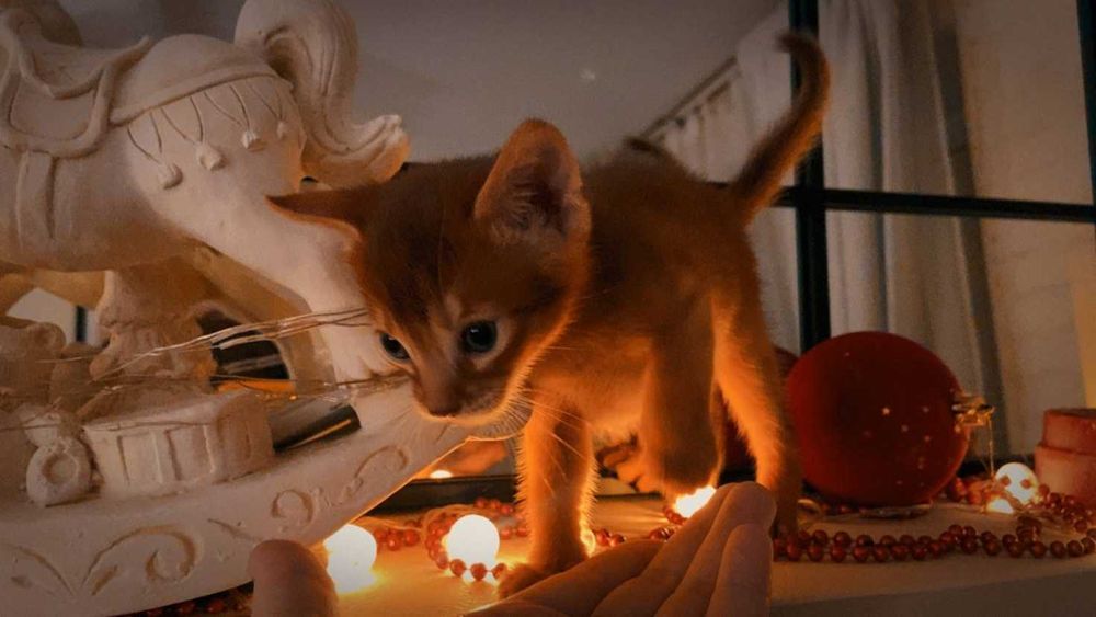 Мальчик красавчик абиссинская кошка котёнок