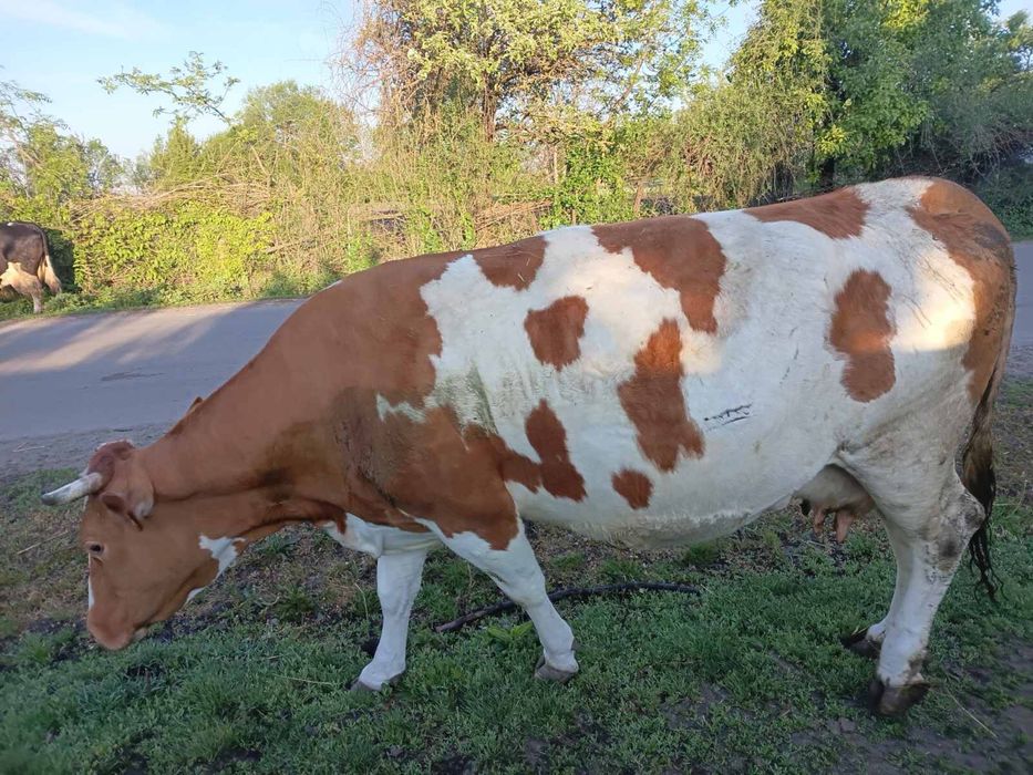 Продаж молодої молочної корови