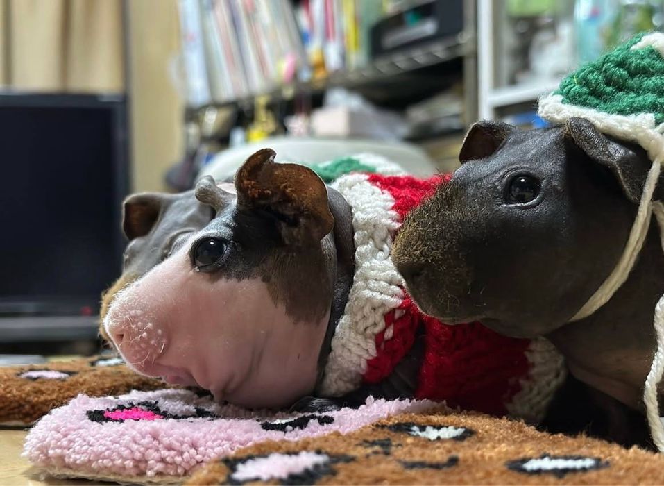 Лисі  морські свинки різних підвидів