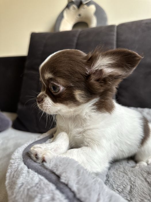 Chihuahua dziewczyna