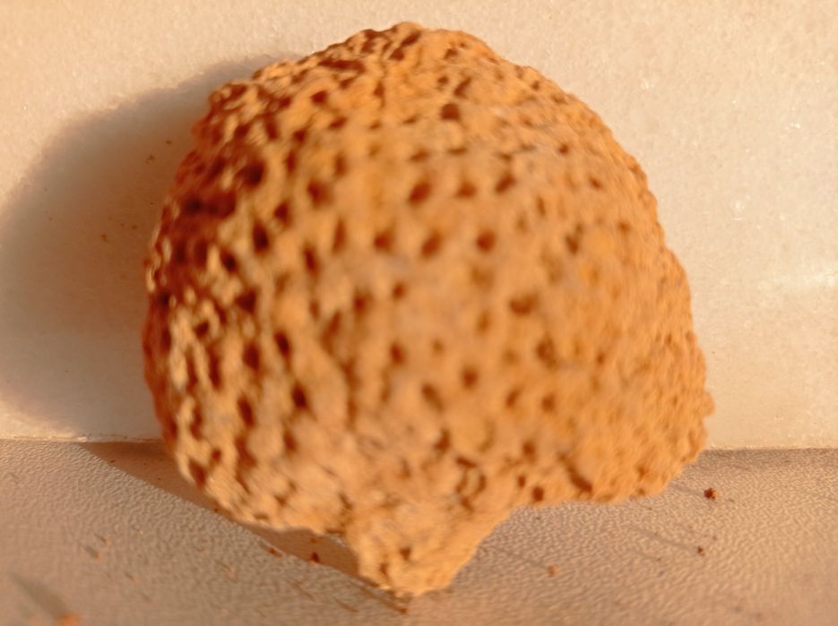 Pedra de coral única