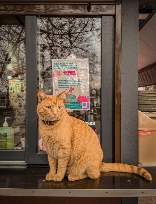 Отдам даром в добрые руки котиков и кошечек