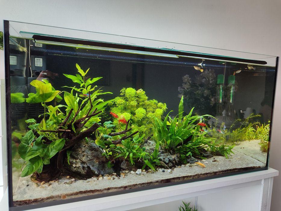 Aquário completo com móveis + equipamento + peixes