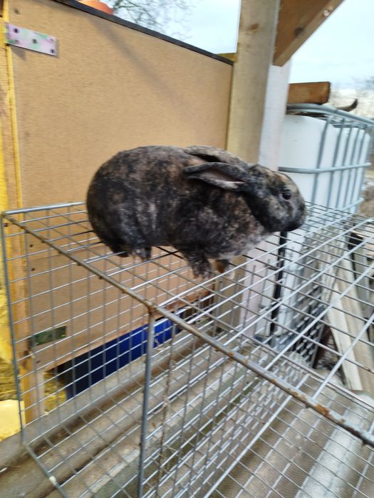 Króliki Belg srokacz rex baran i wiele innych