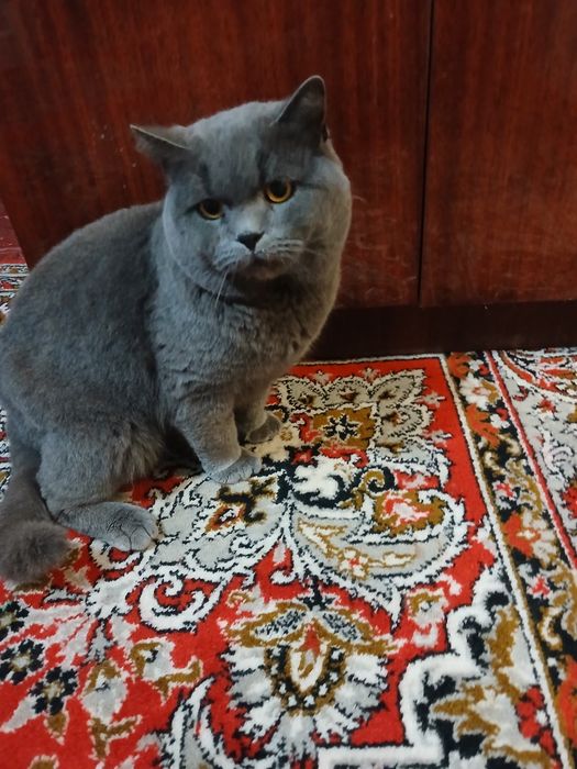 Мальчик Шотландский скотиш-фолд, красивого раскраска.
