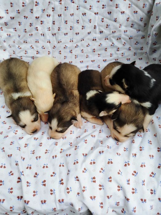 Siberian Husky suczka tel.-575302039