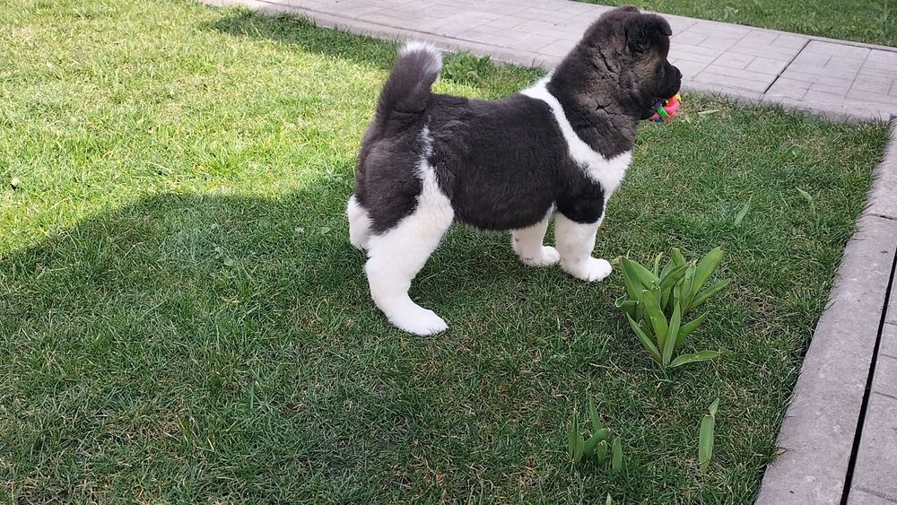 Акіти з розплідника КСУ